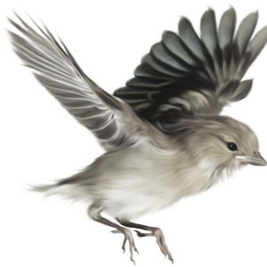 Sparrow PNG