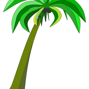 Palm tree PNG