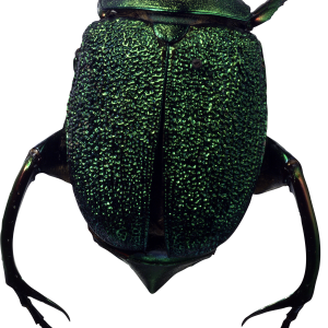 bug PNG image