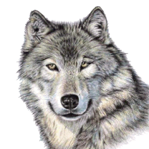 Wolf PNG