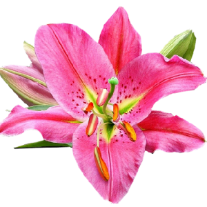 Lilium PNG