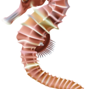 Seahorse PNG