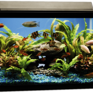 Aquarium PNG