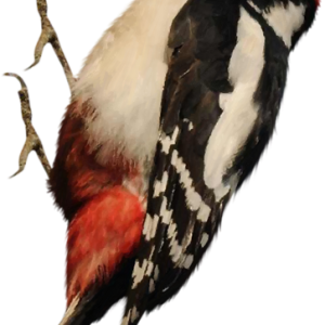 Woodpecker PNG