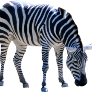 Zebra PNG image
