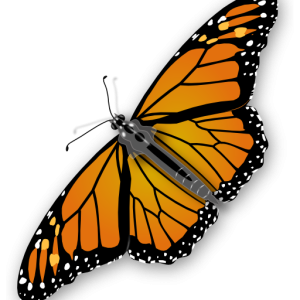 Orange butterfly PNG image, butterflies free download