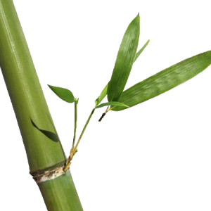 Bamboo PNG