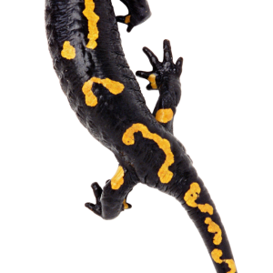 Gecko PNG