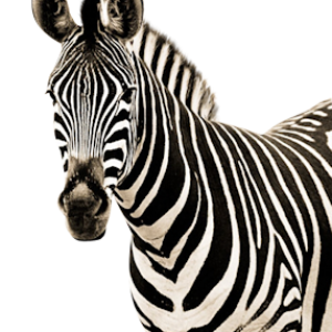 Zebra PNG image