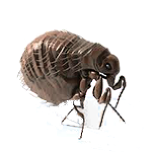 Flea PNG