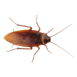 Roach PNG