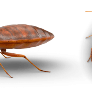 Bed bug PNG