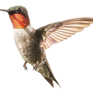 Hummingbird PNG