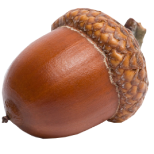 Acorn PNG image