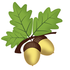Acorn PNG image