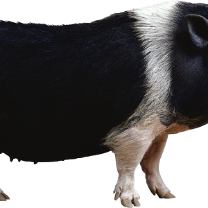 black pig PNG image