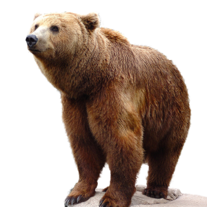 bear PNG