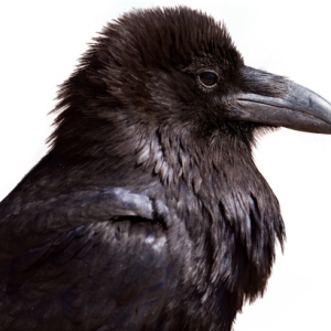 Raven PNG