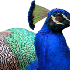 Peacock PNG