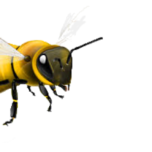 Bee PNG image