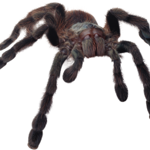Spider PNG image