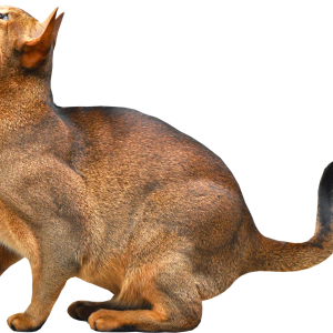 Cat PNG