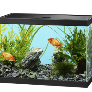 Aquarium PNG