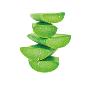 Aloe vera PNG