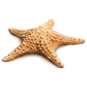 Starfish PNG