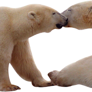 Polar white bear PNG