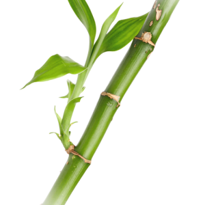 Bamboo PNG