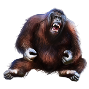 Orangutan PNG