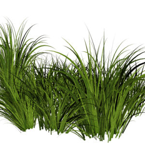 grass png image, green grass PNG picture