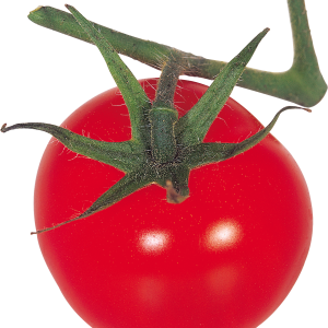 Tomato on branch PNG