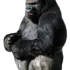 Gorilla PNG