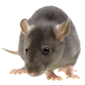 mouse, rat PNG image