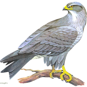 Falcon PNG