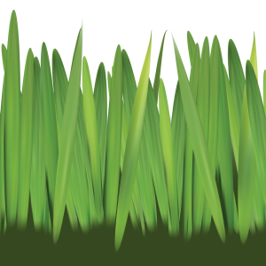 Grass PNG