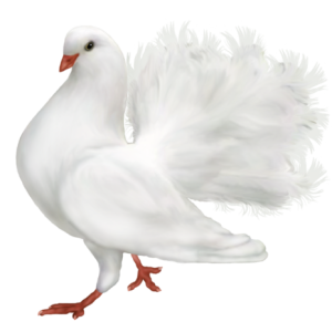 white dove pigeon PNG
