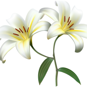 Lilium PNG