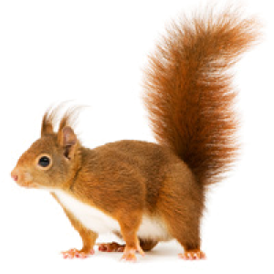 Squirrel PNG