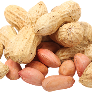 Peanut PNG