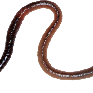 earthworm worm PNG