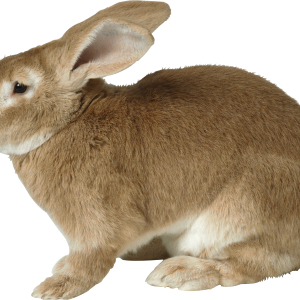 Rabbit PNG image