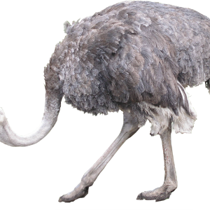 Ostrich PNG