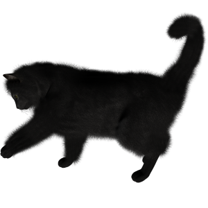 Cat PNG image