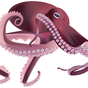 Octopus PNG