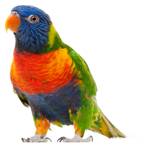 Parrot PNG image