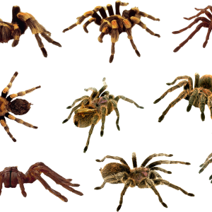 Spider PNG image