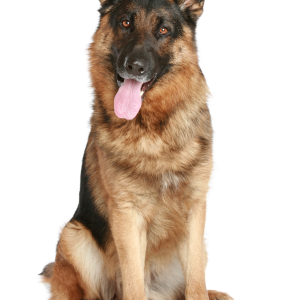 German Shepherd PNG